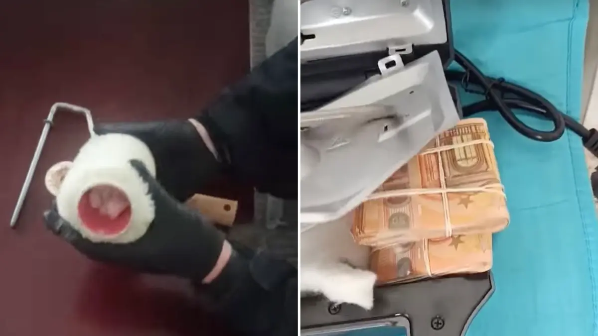 Έκρυβαν κοκαΐνη σε… ρολό βαψίματος και χρήματα σε… τοστιέρες -Δείτε βίντεο