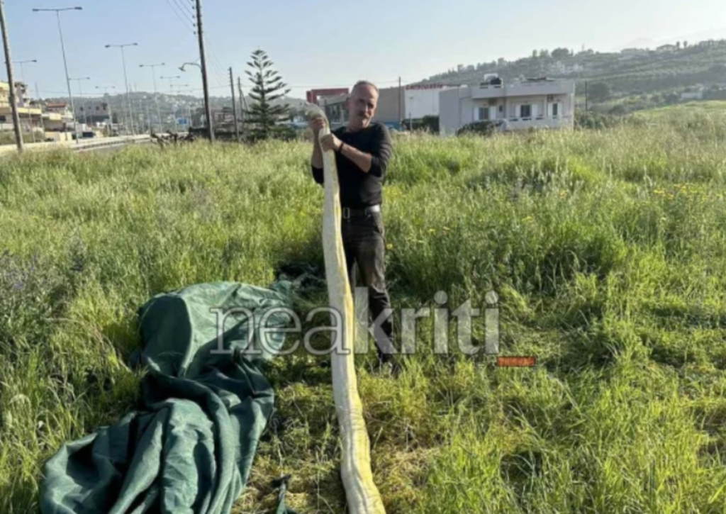 Ηράκλειο: Πήγαν σε χωράφι και βρήκαν έναν πύθωνα πέντε μέτρων (pics)