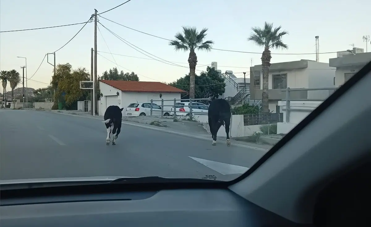 Περίεργο περιστατικό στη Ρόδο: Εμφανίστηκαν αγελάδες στην Λεωφόρο του νησιού