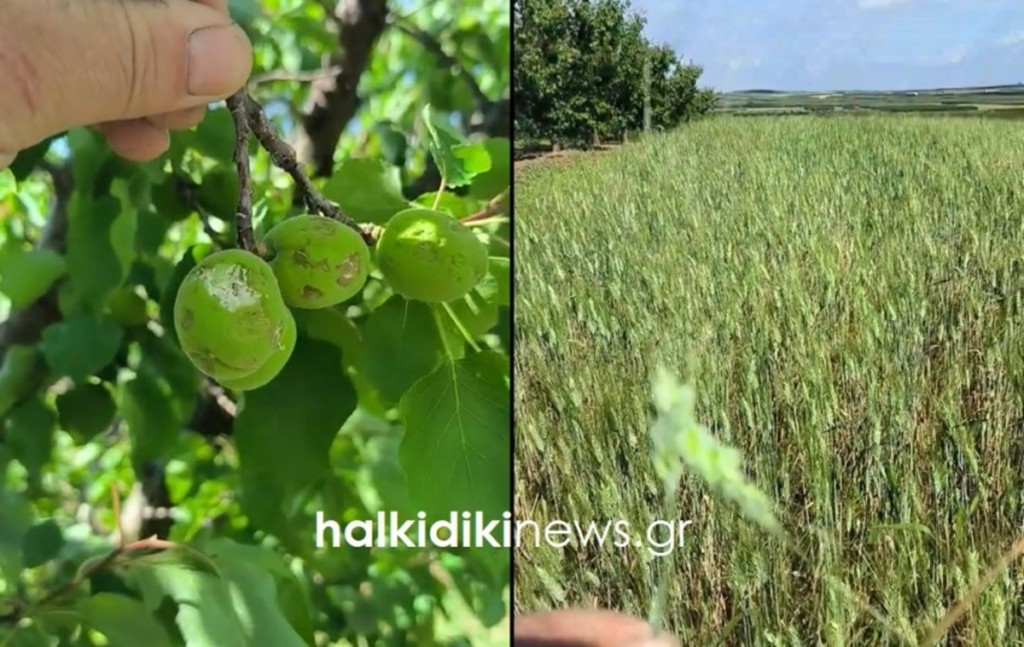 Εικόνες καταστροφής από την σφοδρή χαλαζόπτωσης στην Χαλκιδική