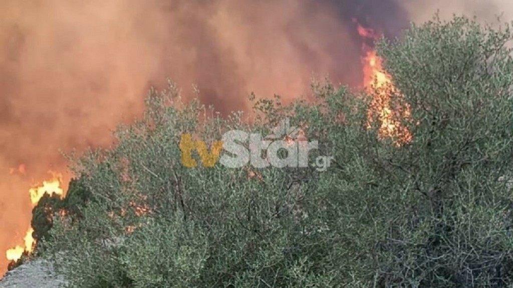 Υπό έλεγχο η φωτιά στη Δαύλεια Βοιωτίας