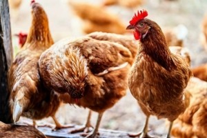 Βουλγαρία: Κρούσματα της γρίπης των πτηνών εντοπίστηκαν σε τρεις φάρμες
