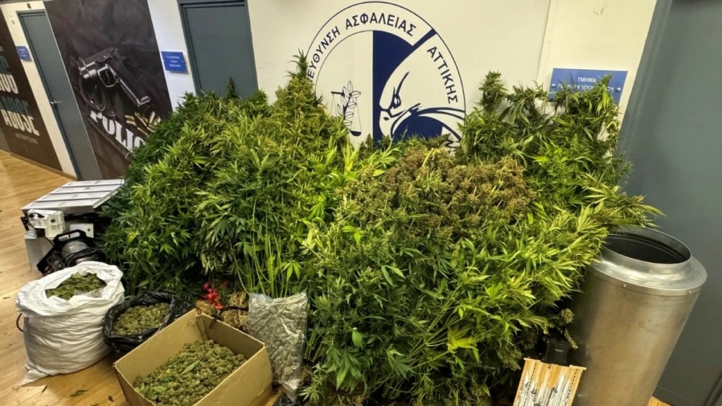 ΕΛΑΣ: 6 συλλήψεις για καλλιέργεια και διακίνηση κάνναβης – Δικαιολογούσαν τα έσοδα με κερδισμένα δελτία τυχερών παιγνίων