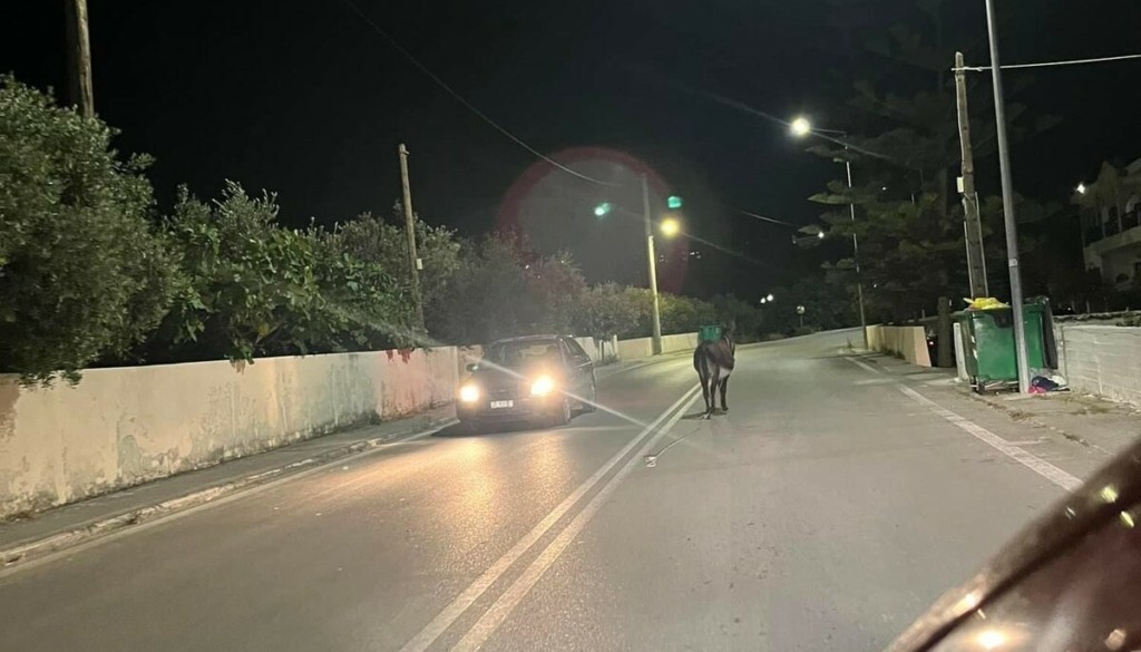 Ρόδος: Γαϊδουράκος ξεσήκωσε την κυκλοφορία σύμφωνα – Δείτε φωτογραφίες