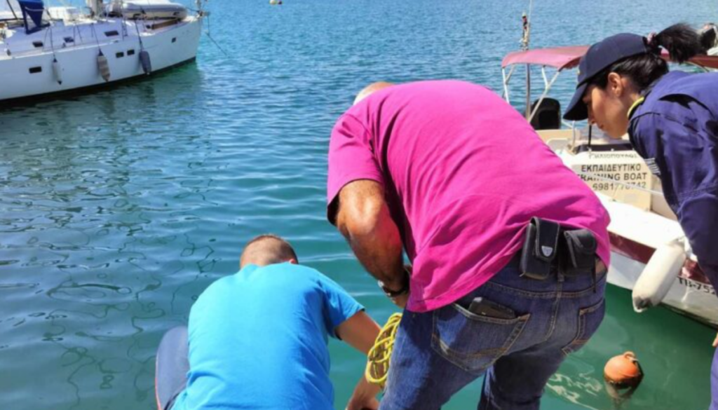 Καρχαρίας εντοπίστηκε στο λιμάνι του Βόλου -Επιχείρηση για τη διάσωσή του (vid)