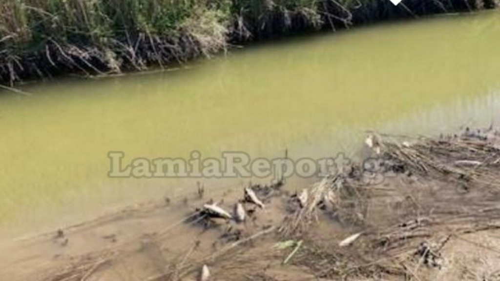 Στυλίδα: Εκατοντάδες νεκρά ψάρια σε αρδευτικό κανάλι