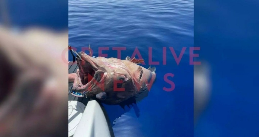 Παρέα ψαράδων στην Κρήτη ψάρεψε βλάχο 70 κιλών