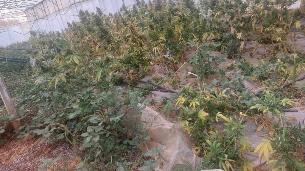 Λακωνία: Καλλιεργούσαν φυτεία κάνναβης με πάνω από 1.800 δενδρύλλια