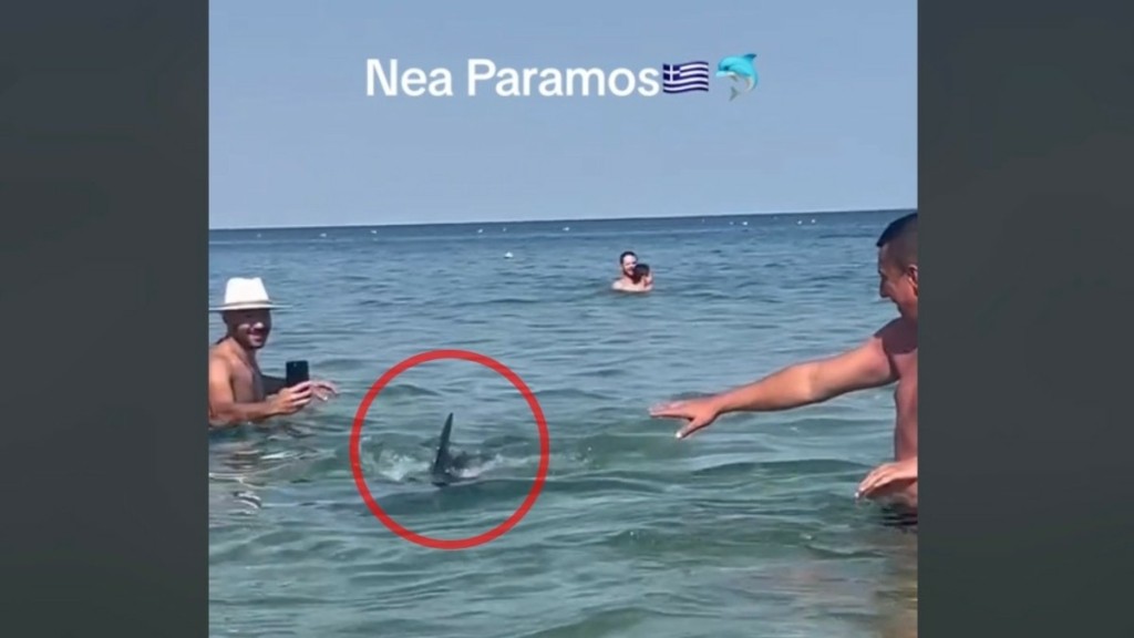Ο επισκέπτης στα νερά της παραλίας Νέας Περάμου που εξέπληξε τους λουόμενους (vid)