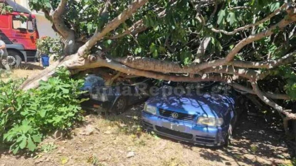 Λαμία: Δέντρο καταπλάκωσε δύο αυτοκίνητα (pics)