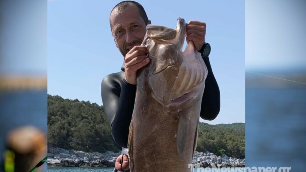Τρομερή ψαριά στον Παγασητικό – Είχε μέγεθος ανθρώπου