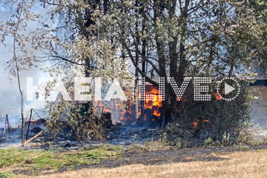 Φωτιά σε στάβλο με άλογα στην Ηλεία – Μεγάλη επιχείρηση για την απομάκρυνσή τους (pics & vid)
