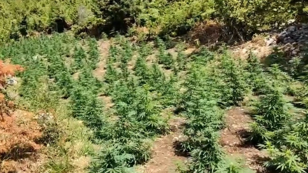 Φυτεία με 958 δενδρύλλια κάνναβης εντοπίστηκε σε δύσβατη περιοχή της Κοζάνης