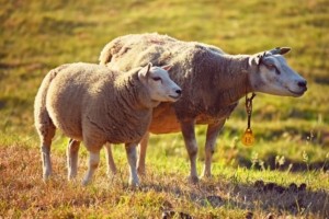 ΥΠΑΑΤ: Στις 430.000 τα θανατωθέντα αιγοπρόβατα από την ευλογιά