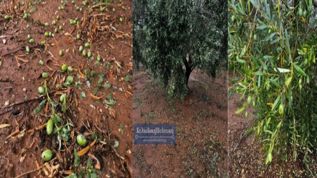 Χαλκιδική: Ζημιές σε ελαιοκαλλιέργιες από τη σφοδρή χαλαζόπτωση (pic)