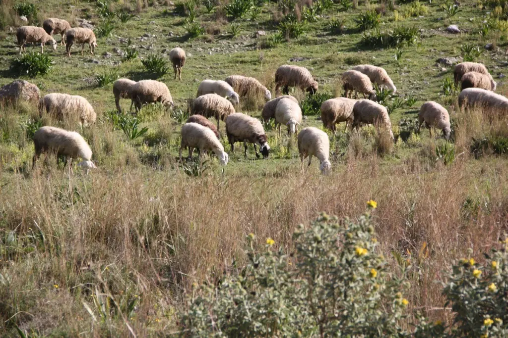 Κρήτη: Παράταση έως 15/4 των μέτρων για την ευλογιά αιγοπροβάτων