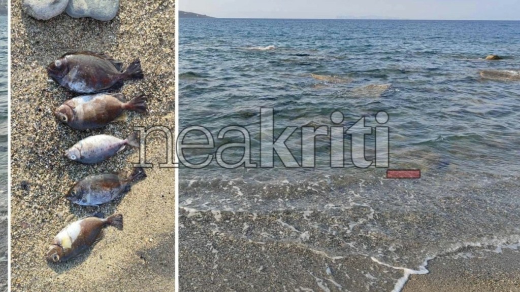 Σητεία: Εντοπίστηκαν νεκρά ψάρια σε παραλία