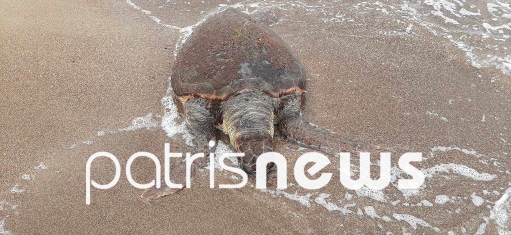 Επιτάλιο: Nεκρή χελώνα caretta- caretta – Ξεβράστηκε χτυπημένη στη στεριά