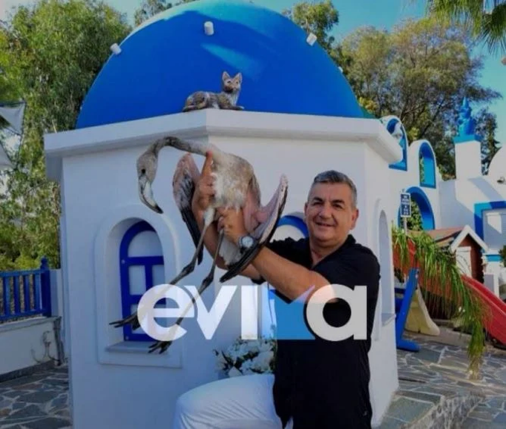 Εύβοια: Αναστάτωση από φλαμίνγκο σε ξενοδοχείο
