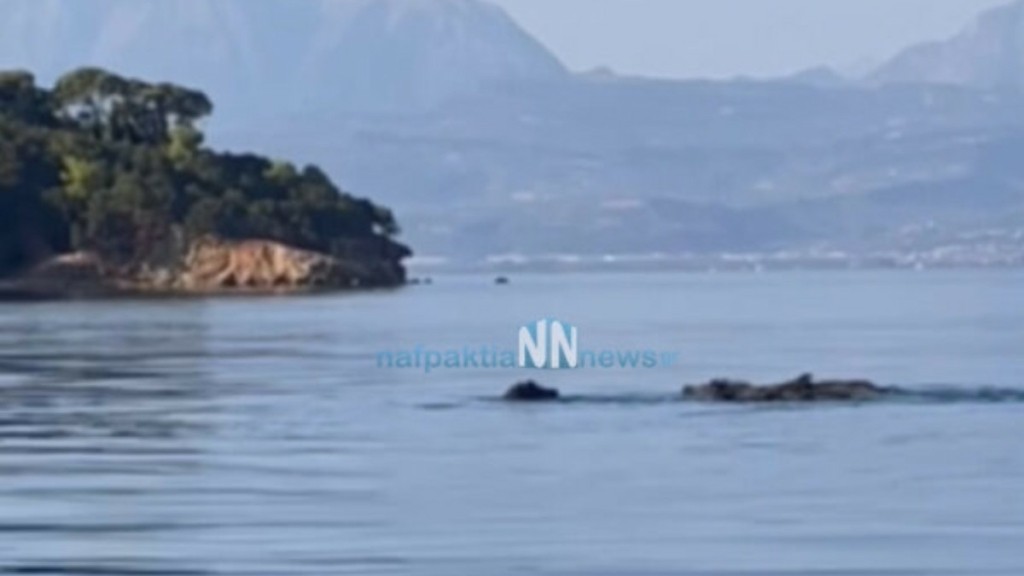 Φωκίδα: Αγριογούρουνα απολαμβάνουν το μπάνιο τους και γίνονται viral (vid)