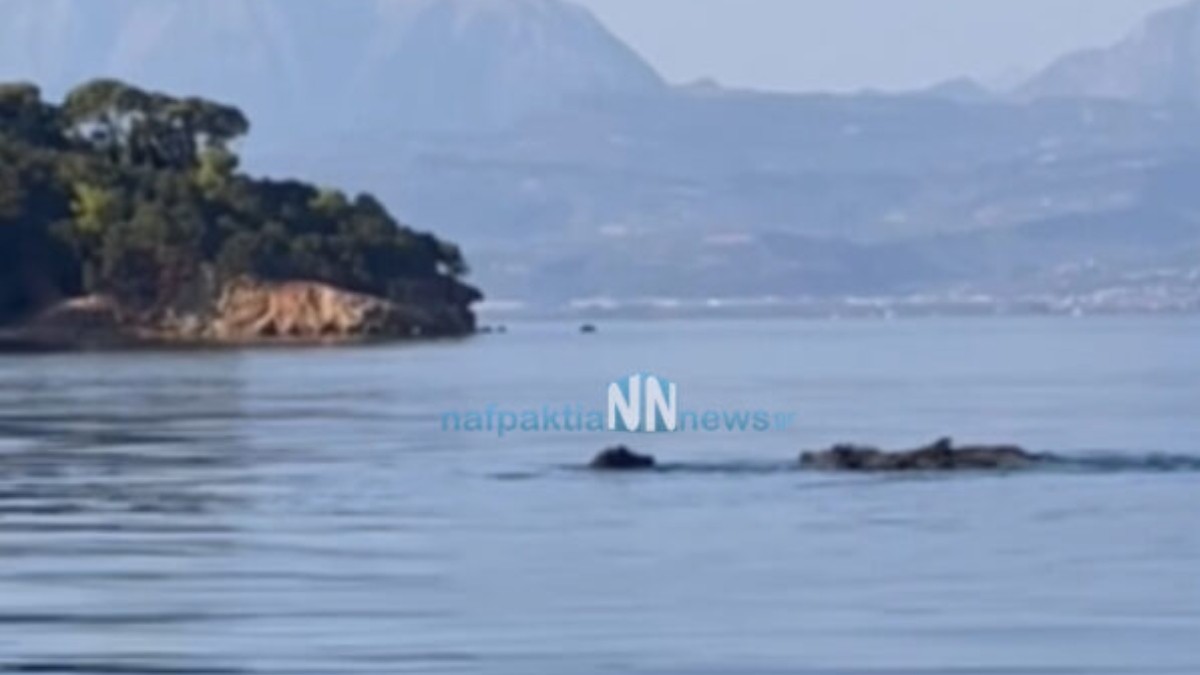 Φωκίδα: Αγριογούρουνα απολαμβάνουν το μπάνιο τους και γίνονται viral (vid)