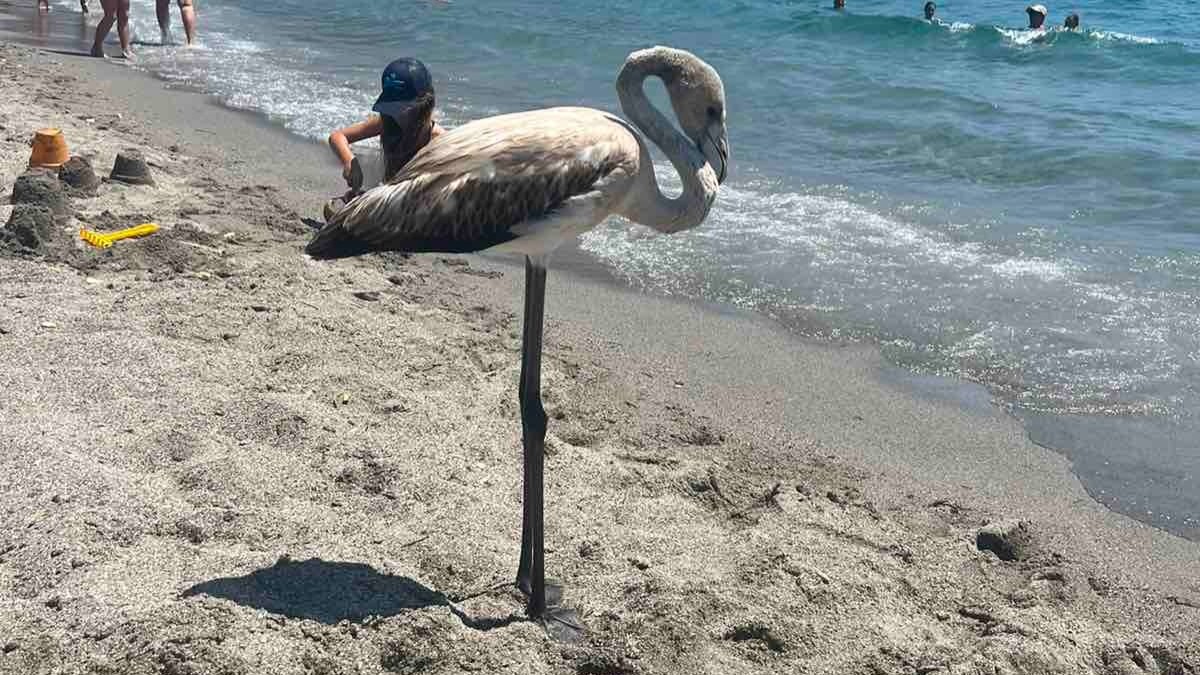 φλαμίνγκο παραλία