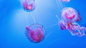 Σε έξαρση στις ελληνικές παραλίες οι μωβ μέδουσες – Οι περιοχές που βρίσκονται στο «κόκκινο»