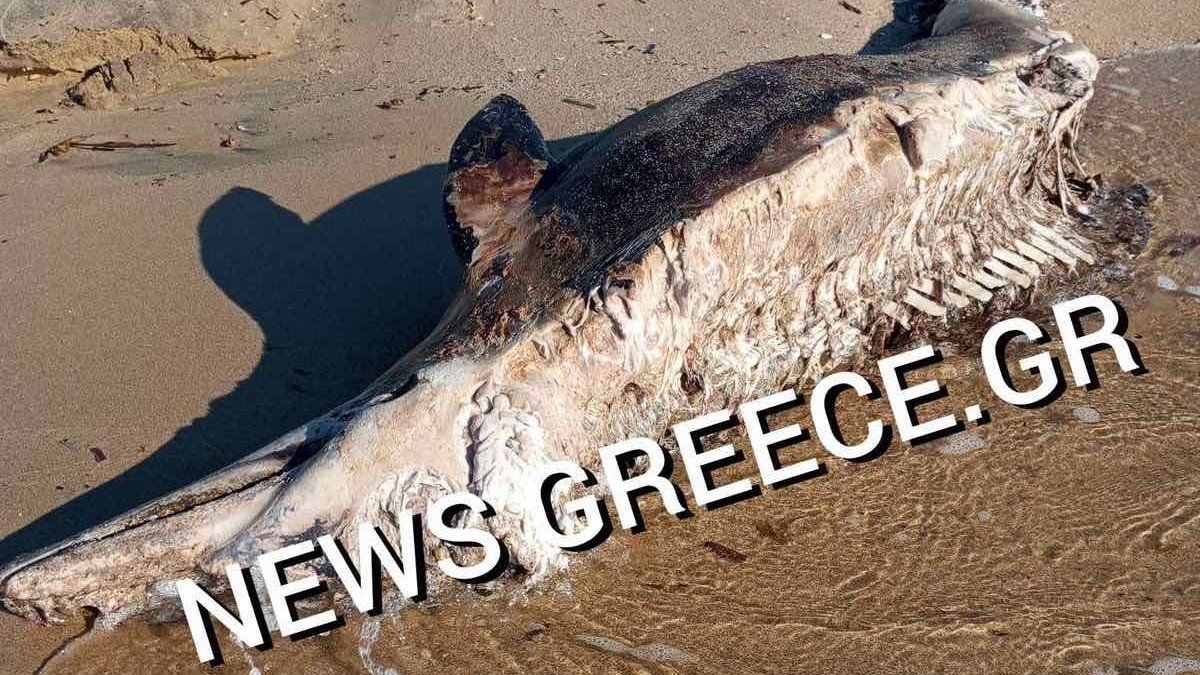 Ρινοδέλφινο