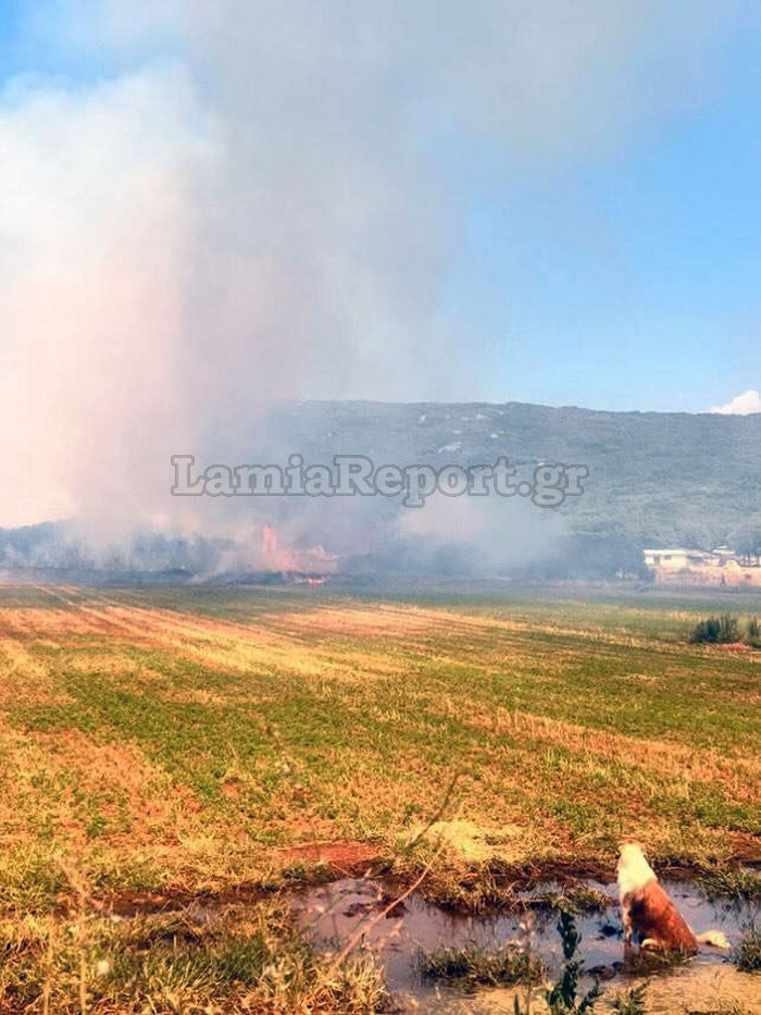 Φωτιά στην Παναγία Φθιώτιδας: Απετράπη η επέκτασή της σε στρατόπεδο – Τραυματίστηκε ένας πυροσβέστης