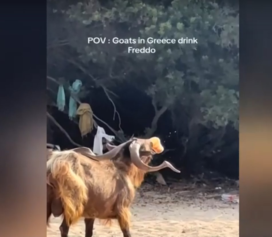 Σύβοτα: Τράγος έκλεψε freddo espresso σε παραλία κι έγινε viral (Vid)