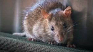 Ζάκυνθος: Συναγερμός για λεπτοσπείρωση – Ένας νεκρός και δύο ύποπτα κρούσματα