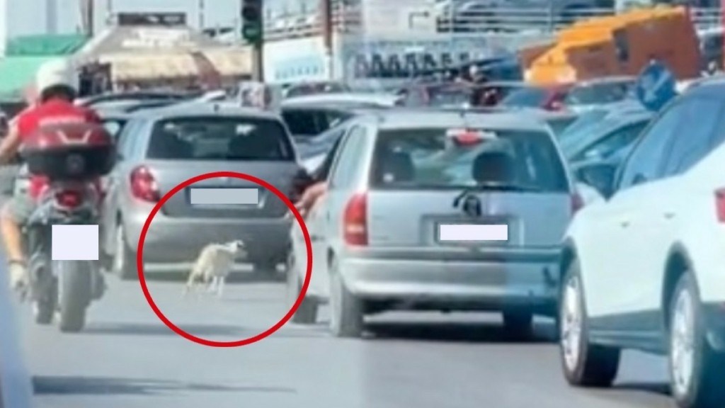 Κρήτη: Αρνάκι το “έσκασε” και έτρεχε μέσα στον δρόμο – Δείτε βίντεο