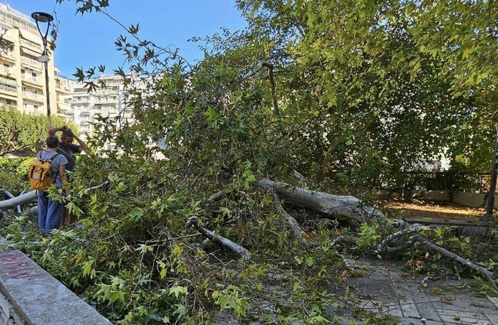 Δέντρο καταπλάκωσε άνδρα στο κέντρο της Θεσσαλονίκης (pic)