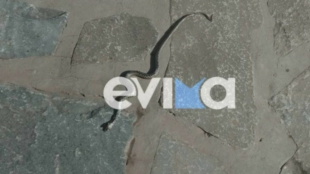 Τρόμος για γυναίκα στην Εύβοια – Βρήκε φίδι στο σπίτι της