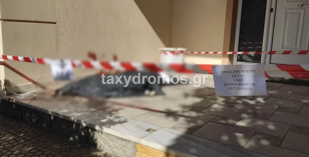 Φρίκη στον Βόλο: Μαχαίρωσαν μέχρι θανάτου αδέσποτο σκύλο