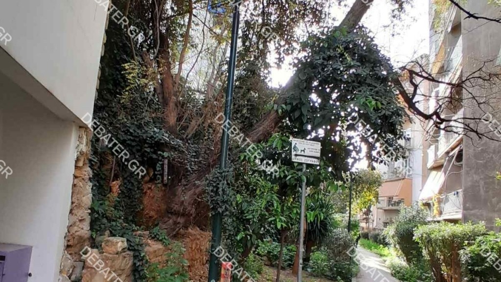 Κάτοικος Δήμου Ζωγράφου: «Κινδυνεύουμε να πέσει στο κεφάλι μας το δέντρο αν δεν παρέμβει ο Δήμος (pics)