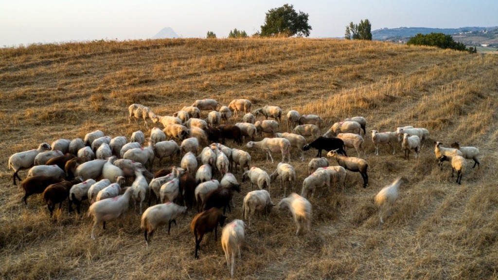 ΕΛΓΑ: Σήμερα η εκκαθάριση πληρωμών ύψους 4,1 εκατ. ευρώ σε κτηνοτρόφους για Daniel – Elias