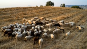 Νεοχώρι Σερρών: Ξεκίνησε η θανάτωση 240 αμνοεριφίων μετά από κρούσμα ευλογιάς σε κτηνοτροφική μονάδα
