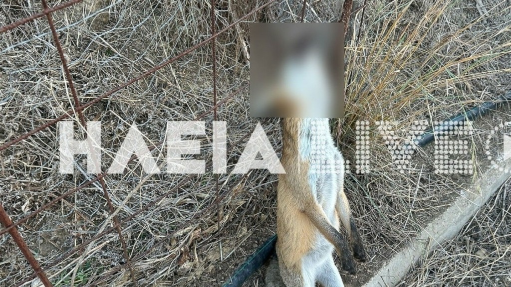 Φρίκη στον Πύργο – Κρέμασαν αλεπού σε περίφραξη