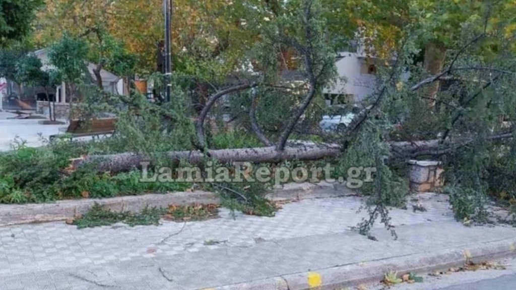 Λαμία: Οι δυνατοί άνεμοι ξερίζωσαν δέντρα και δημιούργησαν προβλήματα (pics & vid)