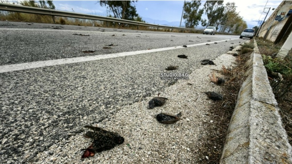 Αργολίδα: Πλήθος νεκρών πουλιών εντόπισαν περαστικοί (pics & vid)