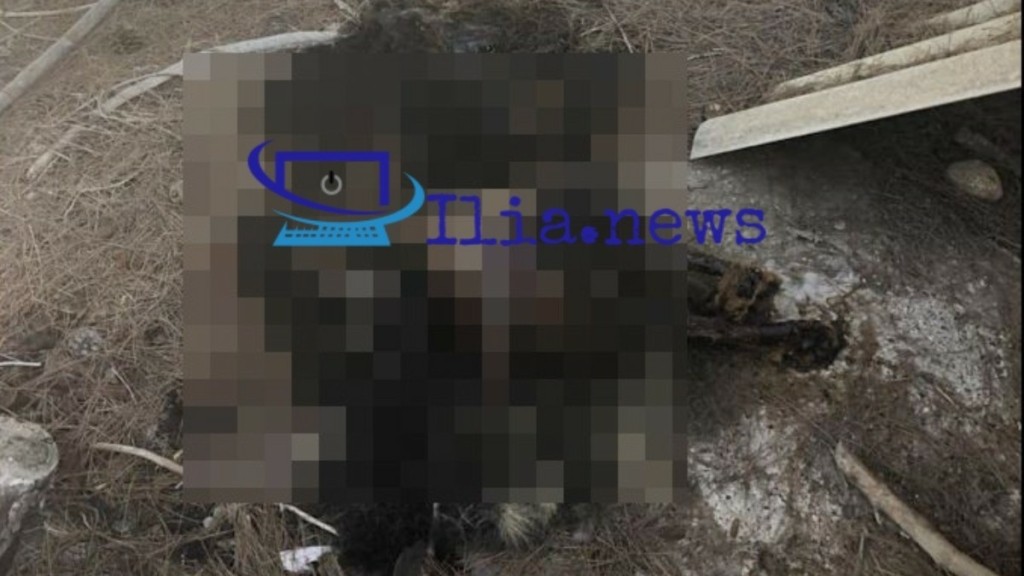 Φρίκη στην Ηλεία: Άγνωστοι καίνε σκυλιά ζωντανά