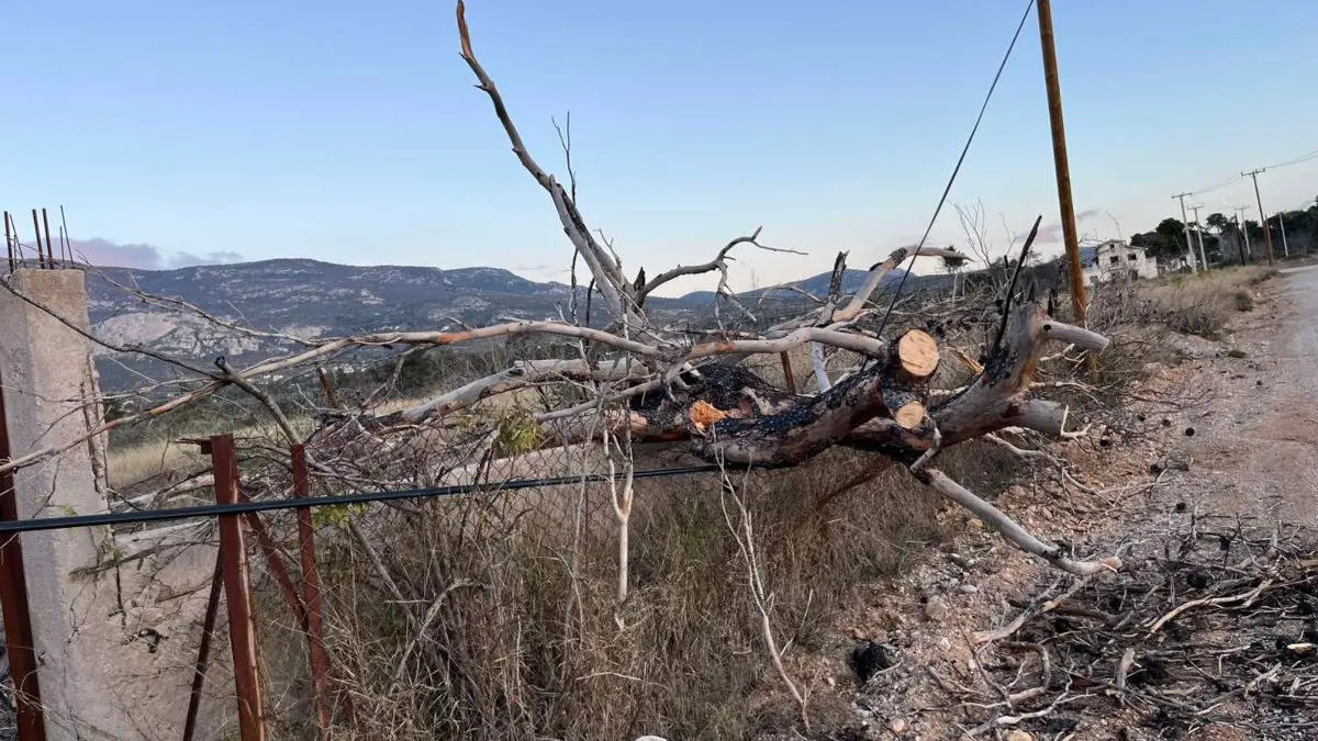 Θρακομακεδόνες: Ισχυροί άνεμοι στην περιοχή –  Δέντρο έπεσε σε κολώνα ηλεκτροδότησης (pics)
