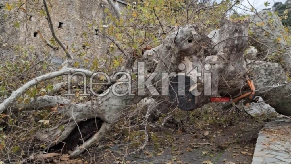 Ηράκλειο: Κατέρρευσε τμήμα του ιστορικού πλάτανου στο Κράσι ηλικίας πάνω από 1.000 ετών