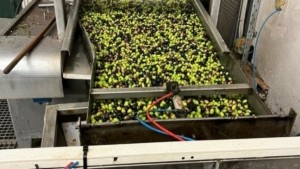 ΑΑΔΕ: Παρατείνεται έως τις 1/5/2026 η Α’ φάση ψηφιακής παρακολούθησης διακίνησης αποθεμάτων για τους ελαιοπαραγωγούς