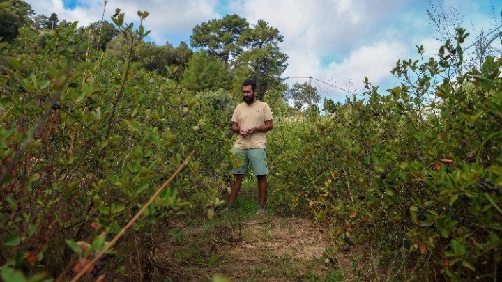 Αρώνια: Το superfood που καλλιεργείται στη βόρεια Λέσβο