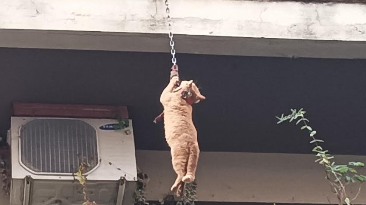 Αγρίνιο
