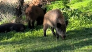 Φθιώτιδα: Κυνηγοί χτύπησαν αγριογούρουνο 200 κιλών (Φωτογραφίες)