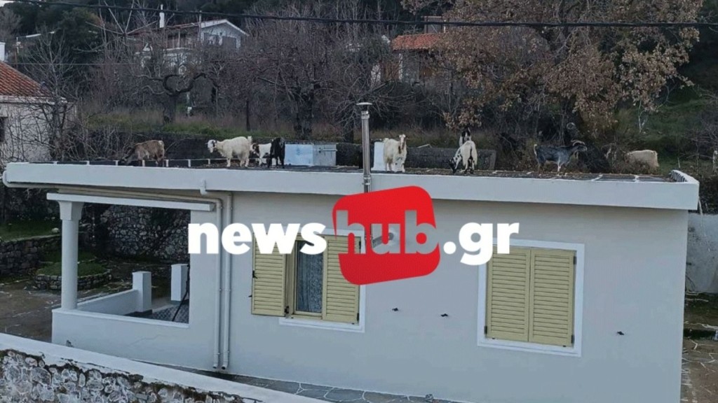 Νίκος Ανδρουλάκης: Εισβολή αιγοπροβάτων στο σπίτι της οικογένειας του – Δείτε βίντεο
