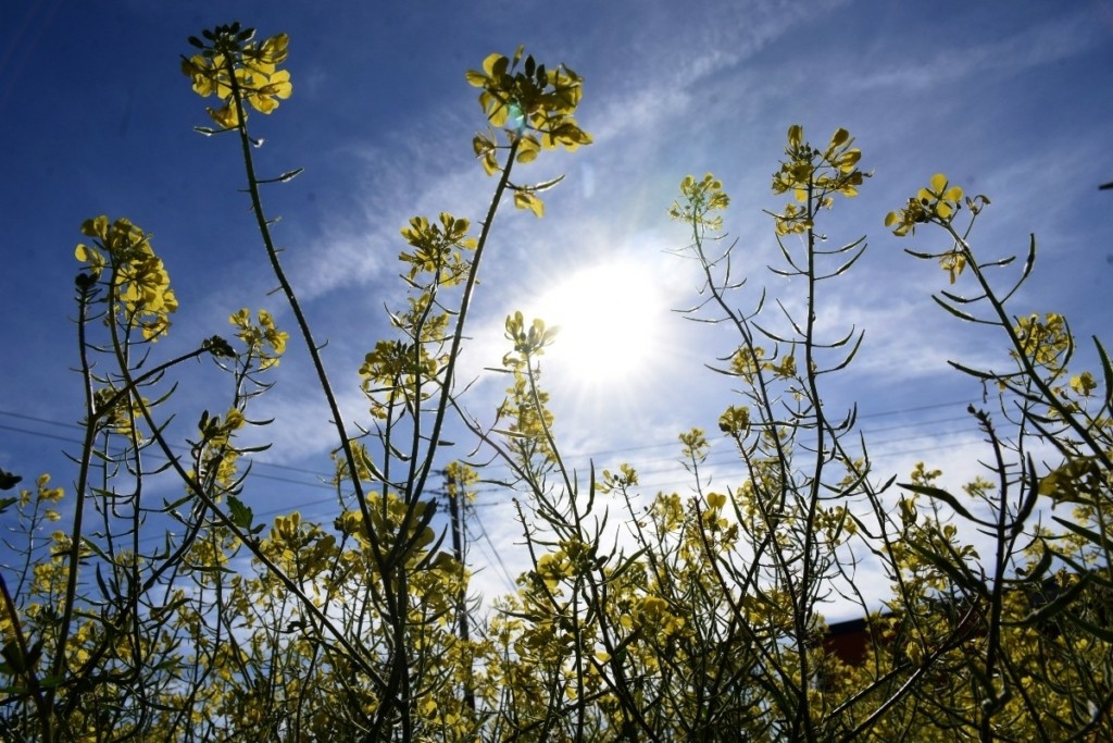 Στους 25 βαθμούς η θερμοκρασία την Τρίτη 22/4 – Βροχές και μεταφορά αφρικανικής σκόνης